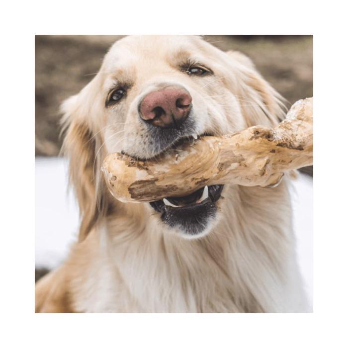 Canophera Coffee Tree Sustainable Chew Stick för din hund STOR