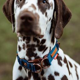 Ezydog Friday Collective Collar Double Up Velvet Corduroy