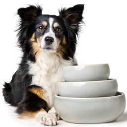 Hunter Dog Bowls Keramisk modell Cream LISBOA