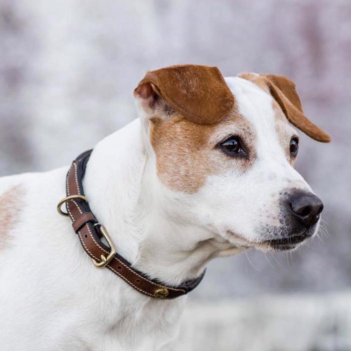 Jacson hundhalsband i brunt läder