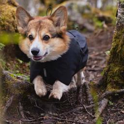 Regnjacka för hunden