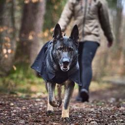 Regnjacka för hunden