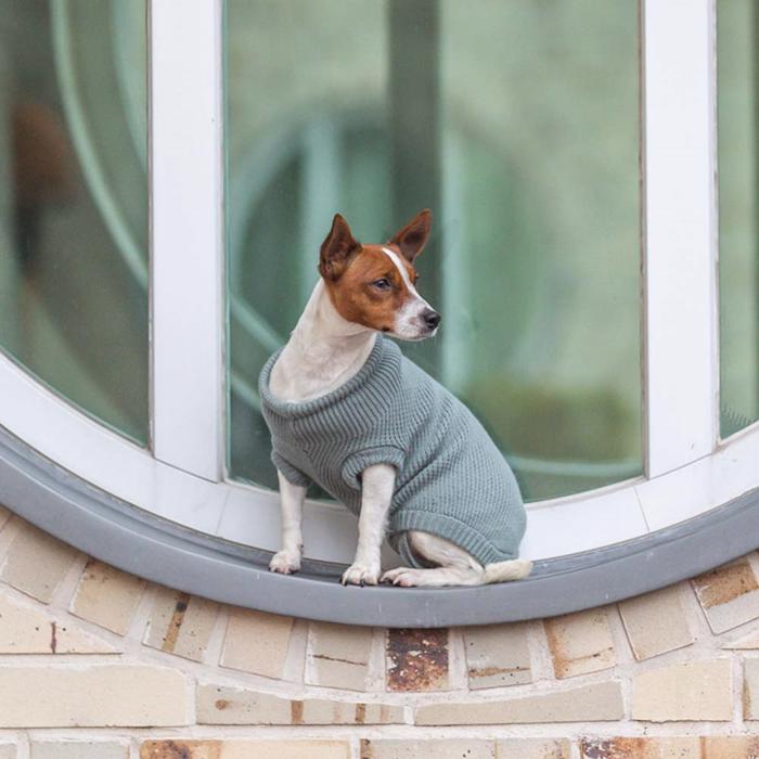 Trixie Citystyle Berlin Knit Sweater For Dogs i färgen Sage Green