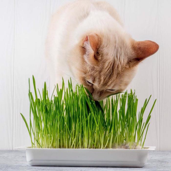 Trixie Cat Grass Håll kattens matsmältning i ordning 100g